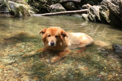 Riley Resting in a Creek